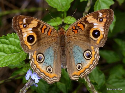  Junonia! Uma Borboleta Que Adora Flutuar Sobre Flores Coloridas e Desfrutar de Folhas Suculentas