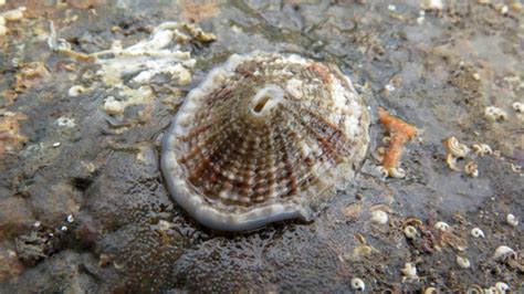  Keyhole Limpet! A Colorful Gastropode with an Unconventional Feeding Strategy