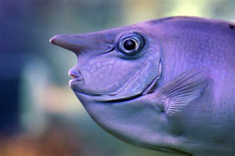  Unicornfish: Explore the Ocean Depths and Witness Their Dazzling Color Palette!